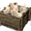 Garlic Crate icon