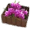 Purple Pink Flower Crate icon