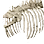 Blue Whale's Chest Bone icon