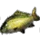 Carp icon