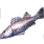 Cuvier icon