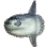 Sunfish icon