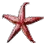 Starfish icon