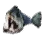 Piranha icon