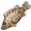 Mandarin Fish icon