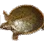 Terrapin icon