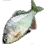 Bitterling icon