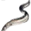 Sea Eel icon