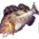Greenling icon