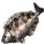 Siganid icon
