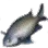 Smokey Chromis icon