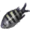 Pintado icon