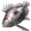 John Dory icon
