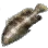 Grouper icon