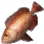 Bigeye icon