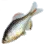 Rosy Bitterling icon