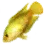 Roundtail Paradisefish icon