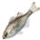 Kuhlia Marginata icon