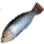 Checkerboard Wrasse icon