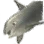Beluga Whale icon
