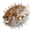 Porcupine Fish icon