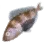 Atka Mackerel icon