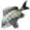 Black Porgy icon