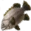 Goliath Grouper icon