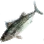 Striped Bonito icon
