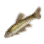 Common Minnow icon