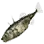 Stickleback icon