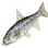 Grass Carp icon