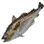 Burbot icon