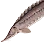 Green Sturgeon icon