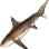 Thresher Shark icon