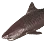 Tiger Shark icon