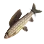 Yalu Grayling icon
