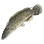 Bowfin icon