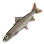 Chameleon Goby icon