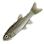Common Bleak icon