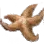 Dried Starfish icon