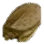 Dried Terrapin icon