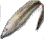 Dried Gunnel icon
