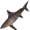 Dried Thresher Shark icon