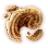Mesima Hypha icon