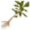 Plant with Rotting Roots icon
