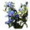 Medicinal Autumn Bellflower icon