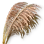 Reed icon