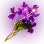 Viola icon