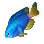Neon Damselfish icon